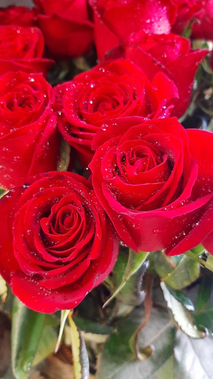 رز هلندی درجه ۱